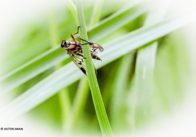Gewone snipvlieg - Rhagio scolopaceus.JPG