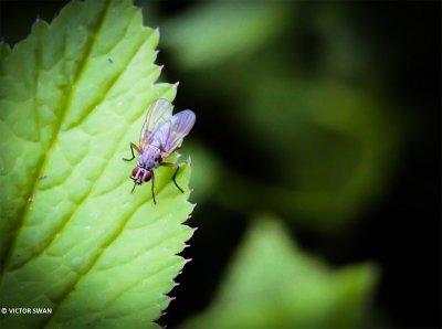 Bloemvlieg onbekend - Anthomyiidae indet.JPG