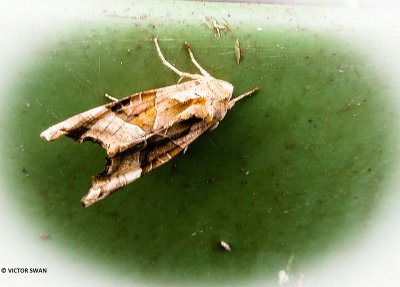 Agaatvlinder - Phlogophora meticulosa.JPG