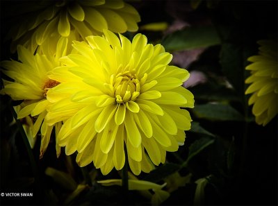 Dahlia-Melody Latin.JPG