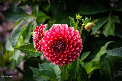 Dahlia-Musette.JPG