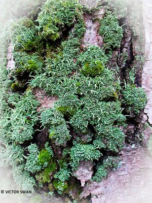 Smal bekermos - Cladonia coniocraea.JPG