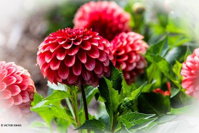 Dahlia-Musette.JPG