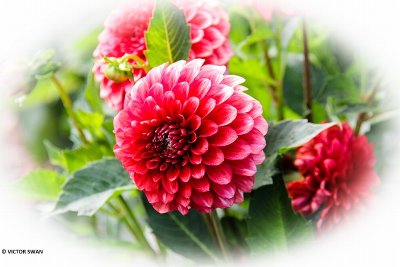 Dahlia-Musette.JPG