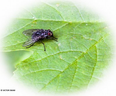 Graphomya maculata.JPG