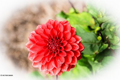 Dahlia-Arnhem.JPG