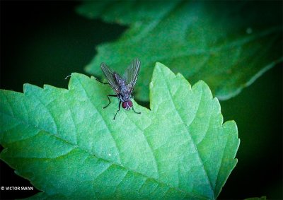 Bloemvlieg onbekend - Anthomyiidae indet.JPG