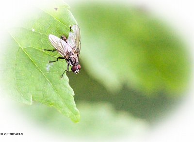 Bloemvlieg onbekend - Anthomyiidae indet.JPG