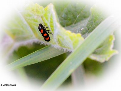 Bloedcicade - Cercopis vulnerata.JPG