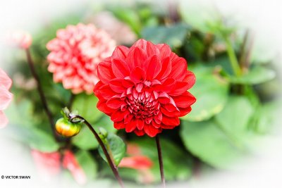 Dahlia-Arnhem.JPG