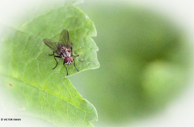 Bloemvlieg onbekend - Anthomyiidae indet..JPG