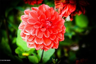 Dahlia-Arnhem.JPG