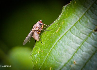 Helina depuncta/impuncta.JPG