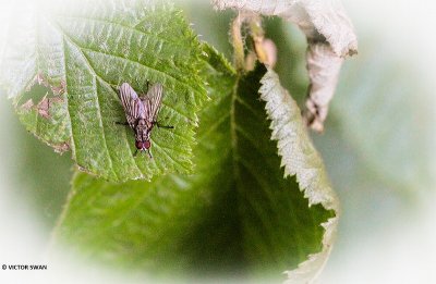Bloemvlieg onbekend - Anthomyiidae indet..JPG