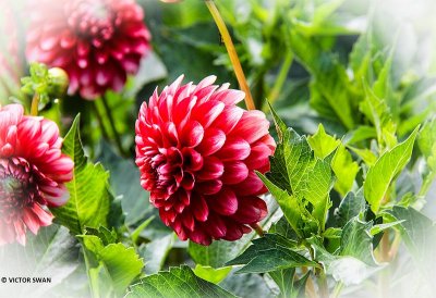 Dahlia-Musette.JPG