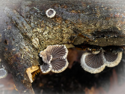 Waaiertje - Schizophyllum commune.jpg