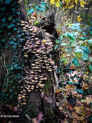 Gewone zwavelkop - Hypholoma fasciculare.JPG