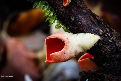 krulhaarkelkzwam - Sarcoscypha austriaca.JPG