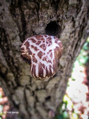 Shiitake - Lentinula edodes.JPG