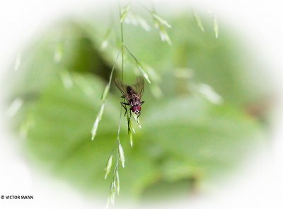 Limnophora spec.JPG