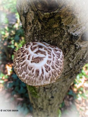 Shiitake - Lentinula edodes.JPG