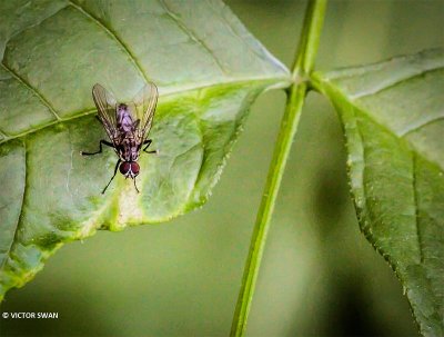 Limnophora spec..JPG