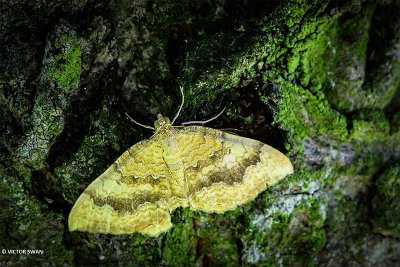 Gestreepte goudspanner - Camptogramma bilineata.JPG