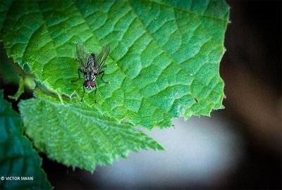 Bloemvlieg onbekend - Anthomyiidae indet..JPG