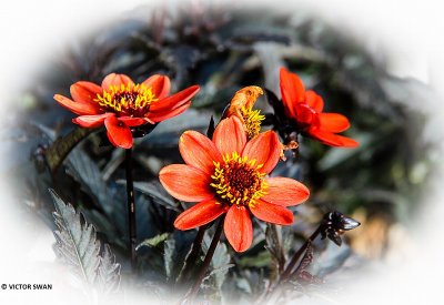 Dahlia-Dark-Angels Pulp Fiction.JPG