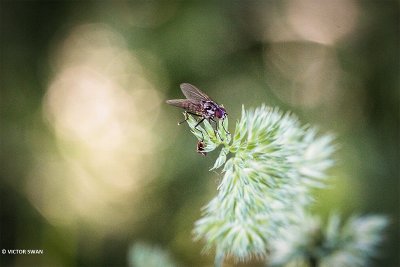 Limnophora tigrina.JPG
