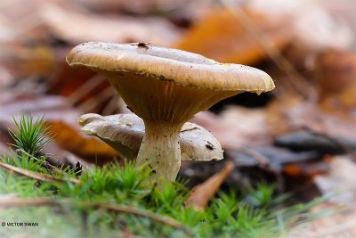 Dennenslijmkop - Hygrophorus hypothejus.JPG