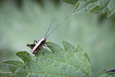Bramensprinkhaan - Pholidoptera griseoaptera .JPG