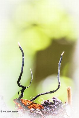 Beukendopgeweizwam - Xylaria carpophila.JPG