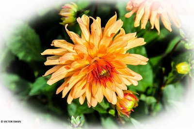 Dahlia-Orange Pigmy.JPG