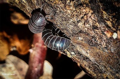 Gewone oprolpissebed - Armadillidium vulgare.JPG