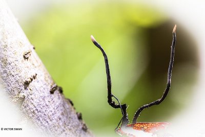 Beukendopgeweizwam - Xylaria carpophila.JPG