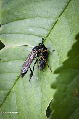 Knobbelbladjager - Dioctria rufipes.JPG