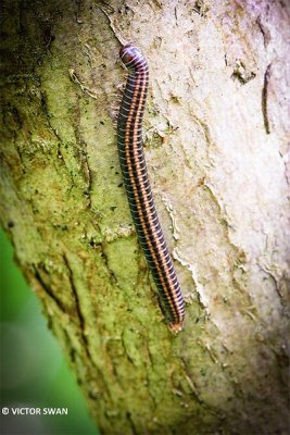 Grote tweestreep - Ommatoiulus sabulosus.JPG