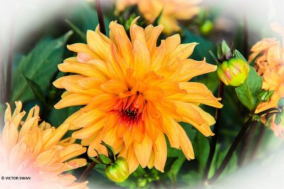 Dahlia-Orange Pigmy.JPG