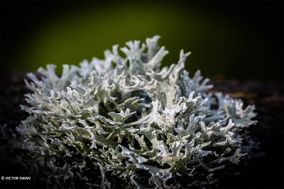 Eikenmos - Evernia prunastri.JPG