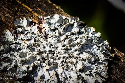 Gewoon Schildmos Parmelia sulcata.JPG