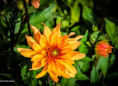 sized_Dahlia-Orange Pigmy.JPG