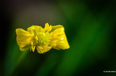 Gulden boterbloem - Ranunculus auricomus.JPG