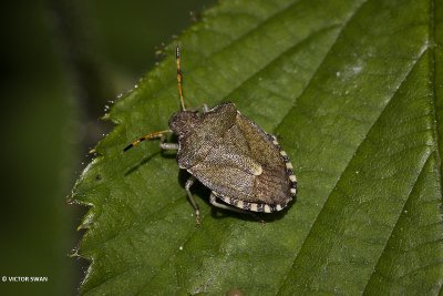 Zuidelijke schildwants - Peribalus strictus.JPG