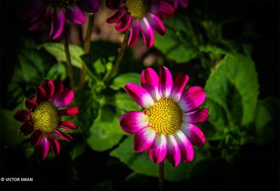 Dahlia-Sweetheart.JPG