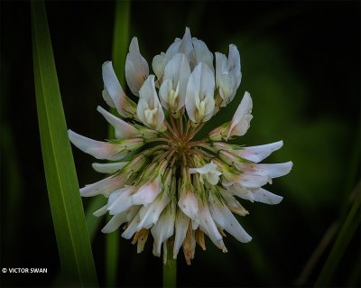 Witte klaver - Trifolium repens.JPG