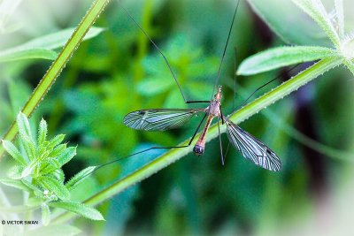 Tipula fascipennis.JPG