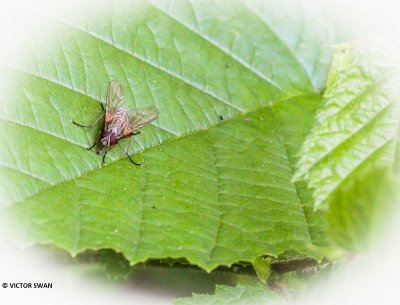 Bloemvlieg onbekend - Anthomyiidae indet..JPG