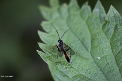 Ichneumon suspiclosus.JPG
