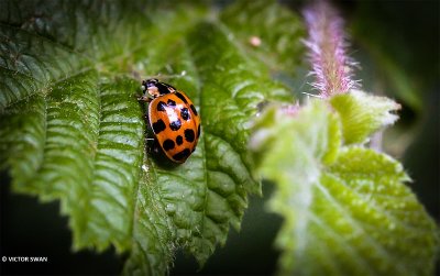 Veelstippig Aziatisch lieveheersbeestje - Harmonia axyridis f. succineat.JPG